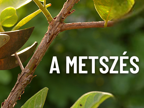 A metszés és szerszámai #